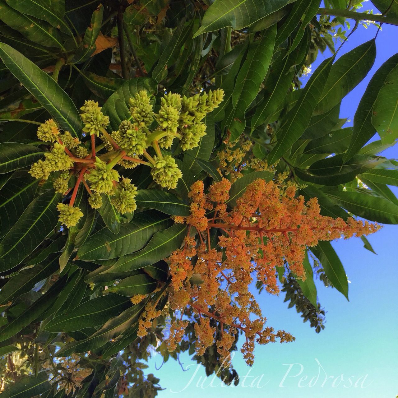 leaf, tree, growth, low angle view, branch, nature, beauty in nature, freshness, green color, tranquility, day, no people, outdoors, close-up, sky, botany, fragility, leaves, green, growing, scenics, lush foliage, focus on foreground, blue, sunny