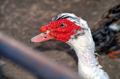 Close-up of red bird