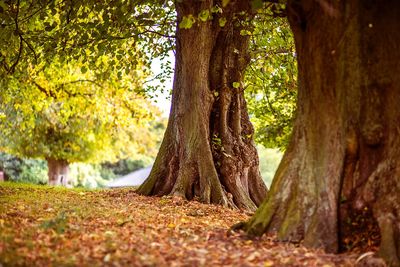 Trees growing on field in forest