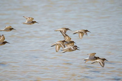 Birds flying over lake