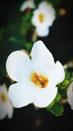 Close-up of white flower blooming outdoors