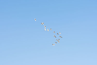 Low angle view of birds flying in sky