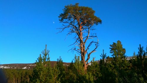 Trees on landscape against clear blue sky