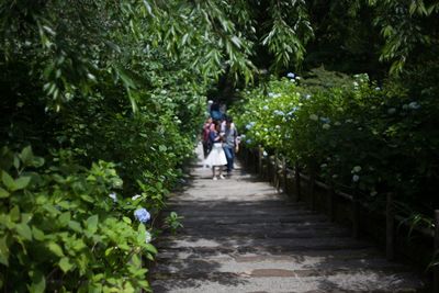 Rear view of people walking on footpath amidst plants