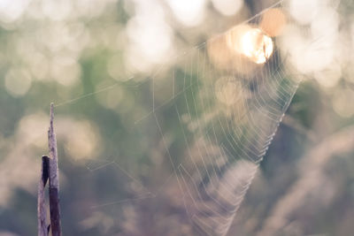 Close-up of spider on web