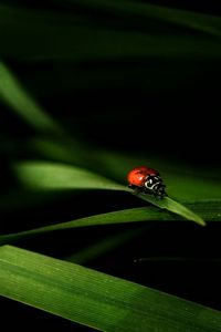 Close-up of insect on leaf