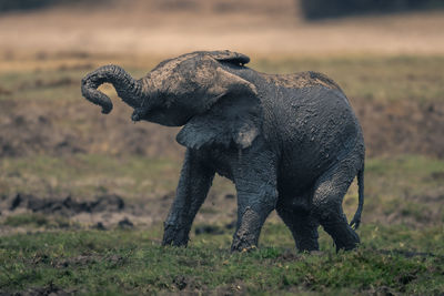 Elephants on field