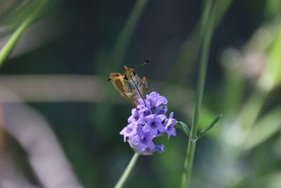 Close-up of insect on flower