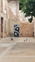 View of a dog in front of building