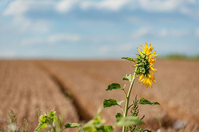 Close-up of yellow flowering plant on field against sky