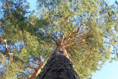 Low angle view of tree against sky