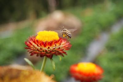 Close-up of bee pollinating on flower