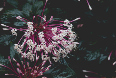 Close-up of pink flowers