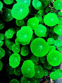 High angle view of leaves floating on water