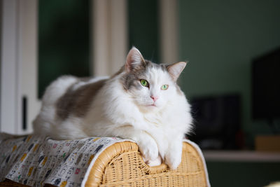 White cat sitting on small shelf relaxing