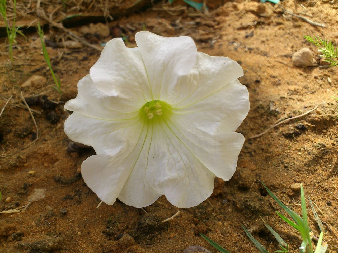 flower, petal, flower head, fragility, single flower, freshness, growth, white color, beauty in nature, close-up, nature, high angle view, blooming, plant, focus on foreground, pollen, in bloom, day, outdoors, stamen