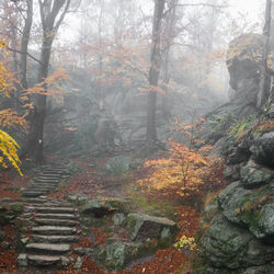 Trees in forest during autumn