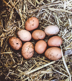 High angle view of eggs in nest