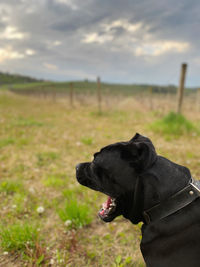 Black dog looking away on field