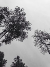 Low angle view of trees against sky