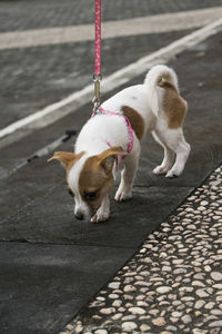 Close-up of dog on sidewalk