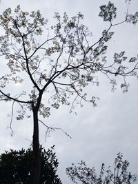 Low angle view of tree against sky