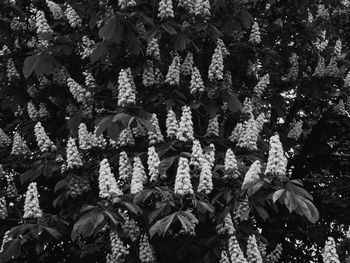 Low angle view of flowering plant