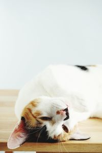 Close-up of cat resting on wooden floor