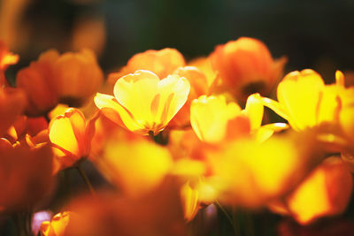 Close-up of yellow flowering plant