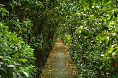 Footpath amidst trees