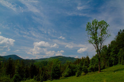 Scenic view of trees and mountains against sky