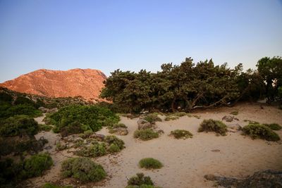 Scenic view of landscape against clear sky