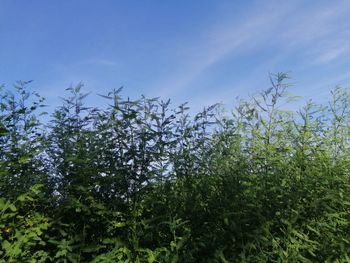 Low angle view of flowering plants on field against sky