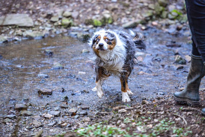 Portrait of dog standing on water