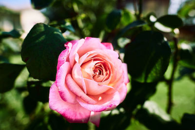 Close-up of pink rose