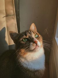 Close-up portrait of a cat looking up