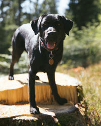 Portrait of dog standing outdoors