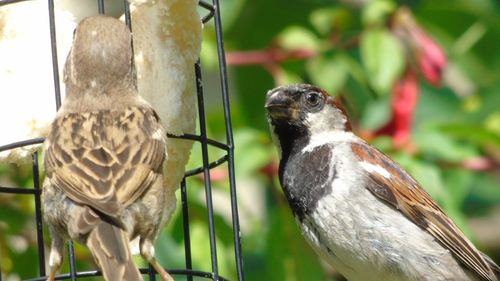 Close-up of bird perching outdoors