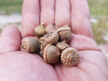 Close-up of hand holding oak acorns