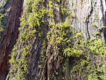 Close-up of moss growing on tree trunk