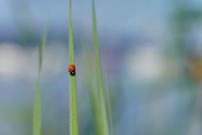 Close-up of ladybug on plant