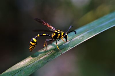 Close-up of insect on leaf against green background