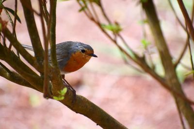 Close-up of bird perching on branch