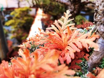 Close-up of flowers