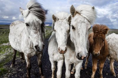 Close-up portrait of horses standing on land