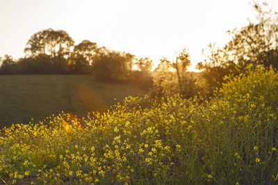 Yellow flowering plants on field against sky