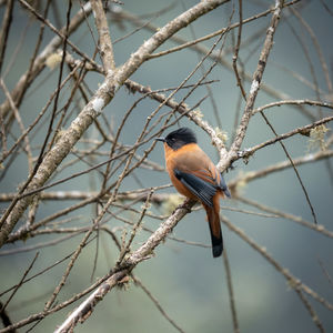 Low angle view of bird perching on branch