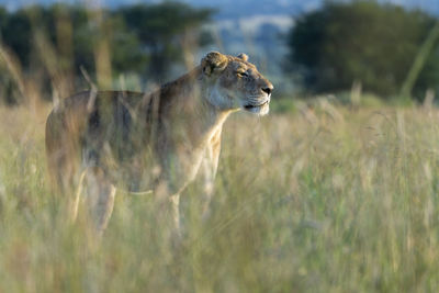 A lioness stands in the tall grass in the early morning