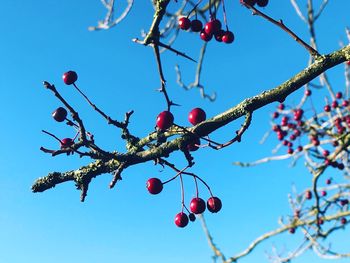 Low angle view of red berries on tree