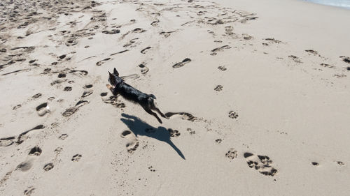 High angle view of birds on beach